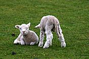 New Zealand, Farming, Farmland, farm, farms, animal, animals, sheep, meat industry, meat trade, lamb, lambs, livestock, young animal, young animals, baby animal, farm land, farming land, agriculture, baby animals, rural, rural scene, rural scenes.