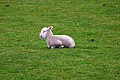 New Zealand, Farming, Farmland, farm, farms, animal, animals, sheep, meat industry, meat trade, lamb, lambs, livestock, young animal, young animals, baby animal, farm land, farming land, agriculture, baby animals, rural, rural scene, rural scenes.