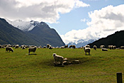 Animal, animals, sheep, meat industry, meat trade, sheep, livestock, agriculture, pacific islands, new zealand, nz, mountain, mountains, mountain range, mountain ranges, cloud, clouds.