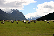 Animal, animals, sheep, meat industry, meat trade, sheep, livestock, agriculture, pacific islands, new zealand, nz, mountain, mountains, mountain range, mountain ranges, cloud, clouds.