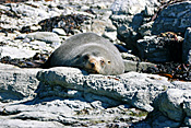 Marinelife, Marine life, Aquatic, Aquatic life, Sea life, Sealife, Animal, Animals, Seal, seals, sea lion, sea lions, sleep, sleeps, sleeping, asleep, fur, fur seal, fur seals, New Zealand fur seal, New Zealand fur seals, arctocephalus, forsteri, arctocephalus forsteri, rock, rocks, coast, coasts, coastline, coastlines, fur-seal, fur-seals, new zealand fur-seal, new zealand fur-seals, mammal, mammals, placental mammal, placental mammals, placental, otariidae, new zealand, nz, pacific islands.