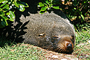 Marinelife, Marine life, Aquatic, Aquatic life, Sea life, Sealife, Animal, Animals, Seal, seals, sea lion, sea lions, sleep, sleeps, sleeping, asleep, fur, fur seal, fur seals, New Zealand fur seal, New Zealand fur seals, arctocephalus, forsteri, arctocephalus forsteri, coast, coasts, coastline, coastlines, fur-seal, fur-seals, new zealand fur-seal, new zealand fur-seals, mammal, mammals, placental mammal, placental mammals, placental, otariidae, new zealand, nz, pacific islands.