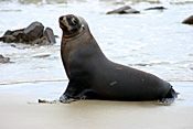 Marinelife, Marine life, Aquatic, Aquatic life, Sea life, Sealife, Animal, Animals, Seal, seals, fur, fur seal, fur seals, New Zealand fur seal, seashore, seashores, shoreline, shorelines, New Zealand fur seals, arctocephalus, forsteri, arctocephalus forsteri, fur-seal, fur-seals, new zealand fur-seal, new zealand fur-seals, mammal, mammals, placental mammal, placental mammals, placental, otariidae, new zealand, nz, pacific islands, beach, beaches.