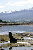 Marinelife, Marine life, Aquatic, Aquatic life, Sea life, Sealife, Animal, Animals, Seal, seals, fur, fur seal, fur seals, New Zealand fur seal, New Zealand fur seals, arctocephalus, forsteri, arctocephalus forsteri, fur-seal, fur-seals, new zealand fur-seal, new zealand fur-seals, mammal, mammals, placental mammal, placental mammals, placental, otariidae, new zealand, nz, pacific islands.