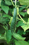 Vegetable, vegetables, Cucurbitaceae, Cucumis, Cucumis sativus, cucumber, cucumbers, green cucumber, green cucumbers, suyo long, suyo long cucumber, suyo long cucumbers.