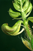 Food, vegetable, vegetables, bean, beans, rice bean, rice beans, ricebean, ricebeans, vigna, vigna umbellata, bud, buds, fabaceae.