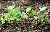 Food, vegetable, vegetables, raab, broccoli raab, broccoli-raab, sessatina grossa, broccoli, broccoli rapa, rapa, ruvo group, rapini, rapa, rapine, rappone, fall raab, spring raab, turnip broccoli, seedling, seedlings.