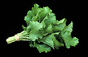 Food, vegetable, vegetables, turnip, turnips, brassicaceae, brassica, brassica rapa, tokyo cross, tokyo cross turnip, tokyo cross turnips, japanese turnip, japanese turnips, asian vegetable, asian vegetables.
