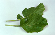 Food, vegetable, vegetables, turnip, turnips, brassicaceae, brassica, brassica rapa, tokyo cross, tokyo cross turnip, tokyo cross turnips, japanese turnip, japanese turnips, asian vegetable, asian vegetables.