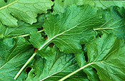 Food, vegetable, vegetables, turnip, turnips, brassicaceae, brassica, brassica rapa, tokyo cross, tokyo cross turnip, tokyo cross turnips, japanese turnip, japanese turnips, asian vegetable, asian vegetables.