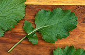 Food, vegetable, vegetables, turnip, turnips, brassicaceae, brassica, brassica rapa, tokyo cross, tokyo cross turnip, tokyo cross turnips, japanese turnip, japanese turnips, asian vegetable, asian vegetables.