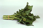Food, vegetable, vegetables, turnip, turnips, brassicaceae, brassica, brassica rapa, tokyo cross, tokyo cross turnip, tokyo cross turnips, japanese turnip, japanese turnips, asian vegetable, asian vegetables.