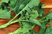 Food, vegetable, vegetables, turnip, turnips, brassicaceae, brassica, brassica rapa, tokyo cross, tokyo cross turnip, tokyo cross turnips, japanese turnip, japanese turnips, asian vegetable, asian vegetables.