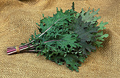 Food, vegetable, vegetables, kale, ornamental cabbage, russian red, red russian, red russian kale, russian red kale, aka ragged jack, ragged jack, brassica, brassica, brassica napus, collard, collards.