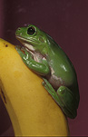 Frogs, amphibians, amphibia, tree frogs, green tree frogs, litoria, litoria caerulea, Australia, banana, bananas.