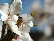 Flower, flowers, white, white flower, white flowers, insect, insects, bee, bees, honey.