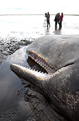 Animal, animals, Media, reporter, reporters, man, men, male, males, news reporter, news reporters, news, newspaper reporter, newspaper reporters, England, UK, United Kingdom, Britain, Great Britain, Lincolnshire, beaching, beached whale, beached whales, whales beaching, stranded, stranded whale, stranded whales, whale stranded, whales stranded, The Wash, whale, whales, mammal, mammals, sperm, sperm whale, sperm whales, great sperm whale, great sperm whales, cetacean, cetaceans, cachalot, cachalots, toothed whale, toothed whales, beach, beaches, beached, dead, dead animal, dead animals, physeter, catodon, physeter catodon, odontoceti, physeteridae, placental, placental mammal, placental mammals.