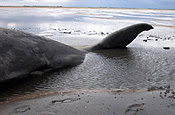 Animal, animals, England, UK, United Kingdom, Britain, Great Britain, Lincolnshire, beaching, beached whale, beached whales, whales beaching, stranded, stranded whale, stranded whales, whale stranded, whales stranded, The Wash, whale, whales, mammal, mammals, sperm, sperm whale, sperm whales, great sperm whale, great sperm whales, cetacean, cetaceans, cachalot, cachalots, toothed whale, toothed whales, beach, beaches, beached, dead, dead animal, dead animals, physeter, catodon, physeter catodon, odontoceti, physeteridae, placental, placental mammal, placental mammals.