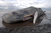 Animal, animals, England, UK, United Kingdom, Britain, Great Britain, Lincolnshire, beaching, beached whale, beached whales, whales beaching, stranded, stranded whale, stranded whales, whale stranded, whales stranded, The Wash, whale, whales, mammal, mammals, sperm, sperm whale, sperm whales, great sperm whale, great sperm whales, cetacean, cetaceans, cachalot, cachalots, toothed whale, toothed whales, beach, beaches, beached, dead, dead animal, dead animals, physeter, catodon, physeter catodon, odontoceti, physeteridae, placental, placental mammal, placental mammals.