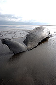 Animal, animals, Europe, Western Europe, UK, Britain, British Isles, England, United Kingdom, Great Britain, incolnshire, beaching, beached whale, beached whales, whales beaching, stranded, stranded whale, stranded whales, whale stranded, whales stranded, The Wash, whale, whales, mammal, mammals, sperm, sperm whale, sperm whales, great sperm whale, great sperm whales, cetacean, cetaceans, cachalot, cachalots, toothed whale, toothed whales, beach, beaches, beached, dead, dead animal, dead animals, physeter, catodon, physeter catodon, odontoceti, physeteridae, placental, placental mammal, placental mammals.