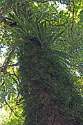 VIEW TO THE TOP OF LARGE TREE AND EPIPHYTIC FERNS, DORRIGO NATIONAL PARK, NEW SOUTH WALES, AUSTRALIA