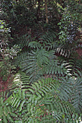 Australia, New South Wales, Dorrigo, Dorrigo NP, Dorrigo national park, national park, national parks, forest, forests, rainforest, rainforests, fern, ferns.