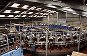 Farming, Farmland, farm, farms, livestock, animal, animals, cattle, meat industry, meat trade, cow, cows, beef cow, beef cows, beef cattle, friesian, friesian cow, friesian cows, milk, milks, milking, dairy, dairies, machinery.