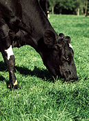 Farming, Farmland, farm, farms, Animal, Animals, Cow, Cows, dairy cow, dairy cows, dairy cattle, cattle, livestock, meat trade, meat industry, Friesian, Friesian cow, Friesian cows, Friesian cattle, Holstein Friesian, Holstein Friesian cow, Holstein Friesian cows, Holstein Friesian cattle, rural, grass, rural scene, rural scenes, agriculture, dairy farm, dairy farms, dairy farming.