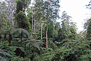 Australia, New South Wales, Dorrigo, Dorrigo NP, Dorrigo national park, national park, national parks, forest, forests, rainforest, rainforests, tree, trees, fern, ferns.