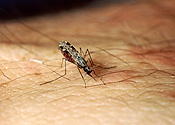 Insect, insects, mozzie, mozzies, mosquito, mosquitos, mosquitoes, diptera, culicidae, south american, south american mosquito, south american mosquitoes, anopholes, albimanus, anopholes albimanus, arm, arms, skin.