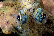 Australia, Australian, Marinelife, Marine life, Aquatic, Aquatic life, Sea life, Sealife, underwater, underwater scene, underwater scenes, squid, mollusc, molluscs, invertebrate, invertebrates, teuthoidea, dumpling squid, dumpling squids, southern dumpling squid, southern dumpling squids, edithburgh, yorke, peninsula, yorke peninsula, peninsulas, yorke peninsula, SA, South Australia, JL21,