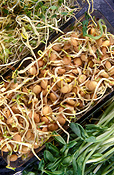 Sprout, sprouts.