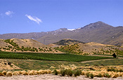 Agriculture, Fruit, Grape, Grapes, Vine, vines, vineyard, vineyards, grapevine, grapevines, grape vine, grape vines, vitis, industry, wine, wine industry, rural, rural scene, rural scenes, Pacific islands, new zealand, nz, cromwell, south island.