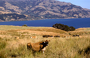 Pacific islands, new zealand, nz, akaroa, akaroa bay, coast, coasts, coastline, coastlines, rural, rural scene, rural scenes, south island, animal, animals, cow, cows, cattle, meat trade, meat industry, banks, peninsula, banks peninsula.