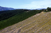 Pacific islands, new zealand, nz, nelson, south island, forest, forests, timber, timber industry, logging, logging industry.