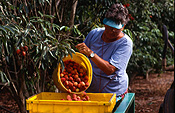 People, australia, woman, women, female, females, soapberry, soapberries, Food, Fruit, lychee, lychees, litchi, nephelium litchi, nephelium, litchi, sapinaceae, litchi chinenis, litchi, chinenis, fruit, fruit picker, tree, trees, fruit tree, fruit trees, fruit pickers, fruit picking, fruitpicker, fruitpickers, fruitpicking, qld, queensland, sunshine coast, bucket, buckets, outdoors, fruit tree, fruit trees, orchard, orchards.
