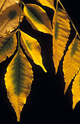 Australia, Australia, Autumn, Autumn leaves, leaf, leaves, autumn foliage, autumn tones, tree, trees.