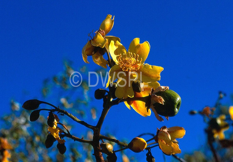 Cochlospermum Fraseri
