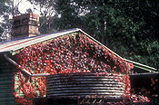 Tank, tanks, water, water tank, water tanks, water storage, ivy, hedera, house, houses, housing, cottage, cottages, chimney, chimneys, roof, roofs, rooves, rainwater, rainwater tank, rainwater tanks.