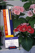 Flower, flowers, Flora, flower show, flowers shows, show, shows, agriculture, royal show, royal shows, royal easter show, royal easter shows, produce, sydney, nsw, new South Wales, australia, prize, prizes, ribbon, ribbons, flower display, flower displays, winner, winners, award, awards, champion, champions, sinningia, speciosa, sinningia speciosa, Flora.