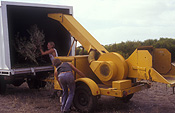 Australia, sa, south australia, kangaroo Island, distillery, distilleries, distillation, eucalyptus, eucalyptus oil, oil, oils, emu ridge, emu ridge distillery, eucalytpus, cneonifolia, eucalyptus cneonifolia, narrow leaf mallee, mallee, narrow-leaf mallee, rural, rural scene, rural scenes, machinery, shredder, shredders, shred, people, occupation, occupations.