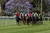Australia, New South Wales, sydney, race, races, racing, race horse, race horses, horserace, horseraces, horseracing, animal, animals, horse, horses, jockey, jockeys, Sport pictures, Sports.