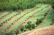 Australia, sa, south australia, rural, rural scene, rural scenes, orchard, orchards.