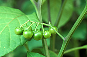 Fruit, huckleberry, huckleberries, garden huckleberry, garden huckleberries, solanum, burbankii, solanum burbankii, solanaceae, wonderberry, wonderberries, sunberry, sunberries, food.