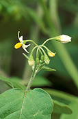 Fruit, huckleberry, huckleberries, garden huckleberry, garden huckleberries, solanum, burbankii, solanum burbankii, solanaceae, wonderberry, wonderberries, sunberry, sunberries, food, flower, flowers, white, white flower, white flowers.