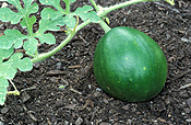 Food, fruit, melon, melons, watermelon, watermelons, water melon, water melons, Citrullus lanatus, Citrullus vulgaris, Cucurbitaceae, moon and stars, soil.