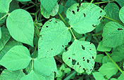 Vegetable, vegetables, bean, beans, pest, pests, plant pest, plant pests, caterpillar, caterpillars, apple moth, apple moths, painted apple moth, painted apple moths.