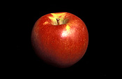 Food, fruit, apple, apples, braeburn, braeburn apple, braeburn appls, malus, domestica, malus domestica.