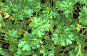 Herb, herbs, parsley, curly, curly parsley, petroselinum, crispum, petroselinum crispum.