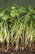 Herb, Herbs, Coriander, Coriandrum sativum, sativum, Umbelliferae, chinese parsley, cilantro, cilantro, seedling, seedlings.